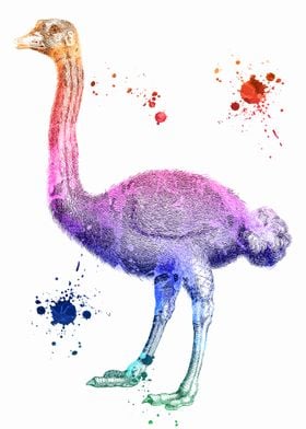 Ostrich