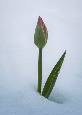 tulip under snow