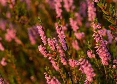 Blooming heather