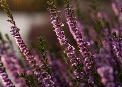 Blooming heather