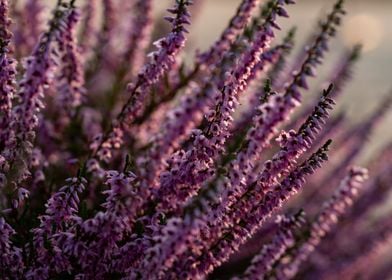 Blooming heather