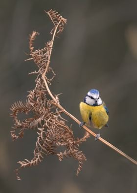 Blue Tit