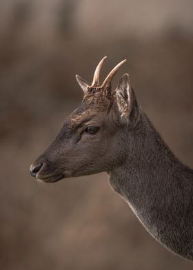 Roe deer buck 