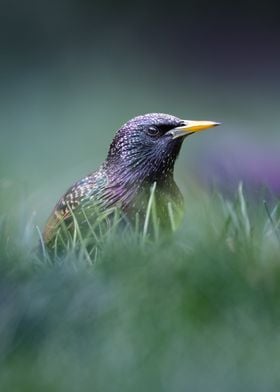 Starling 