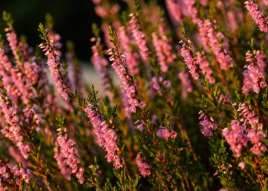 Blooming heather