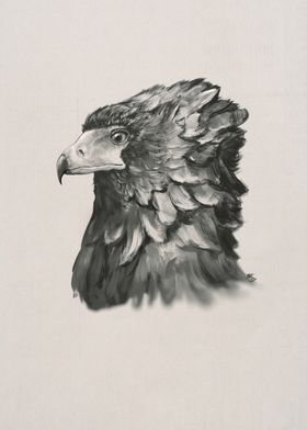 Eagle Bateleur Sketch head