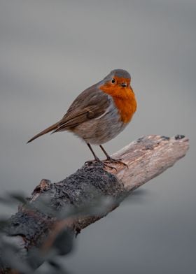 Perched Robin 