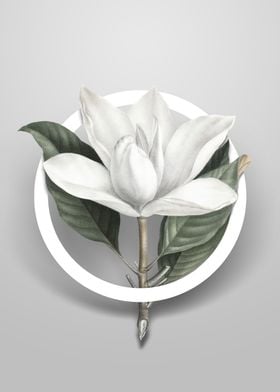 White Southern Magnolia