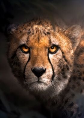 Angry Cheetah Portrait