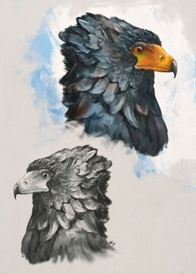 Duo Eagles portrait Head