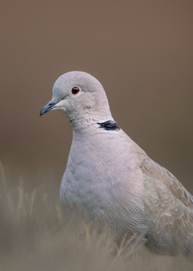 Eurasian collard dove 