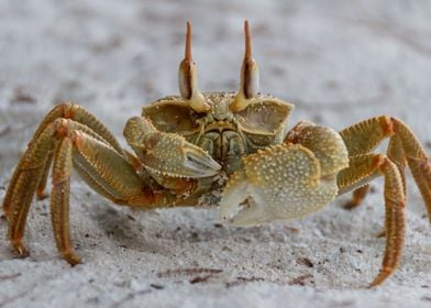 Maldivian Crab