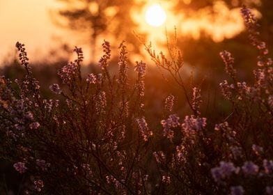 Sunrise On The Heathland