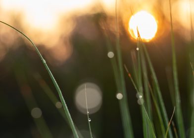 Morning Dew On The Grass