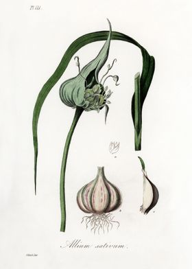 Allium sativum
