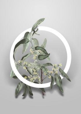 Russian Olive Flower Art