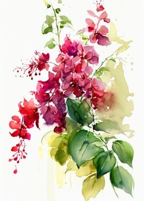 Bougainvillea Flowers