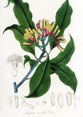 Eugenia Caryophyllata