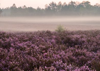 Fog On The Heathland