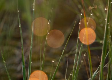 Morning Dew On The Grass