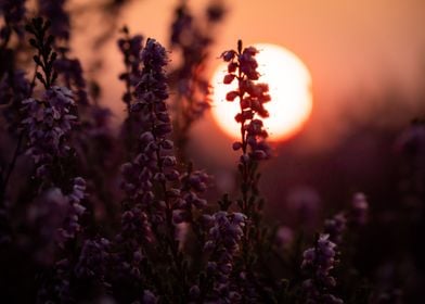 Sunrise On The Heathland