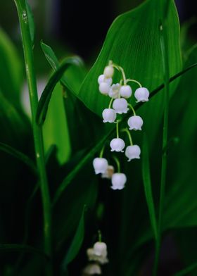 Convallaria Plant Flowers