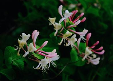 Honeysuckle Flowers