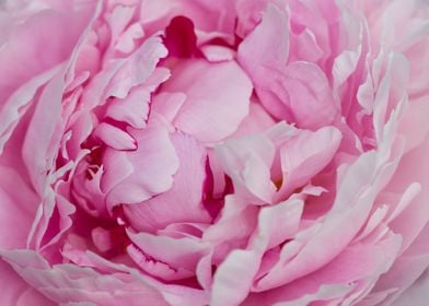 Rose Blossom Pink Peony