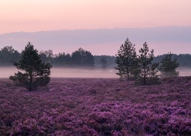 Fog On The Heathland