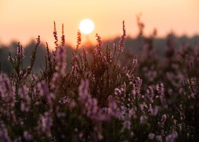 Sunrise On The Heathland