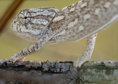 Mediterranean Chameleon