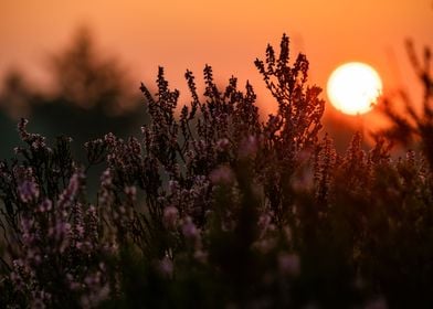 Sunrise On The Heathland