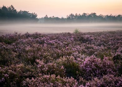 Fog On The Heathland