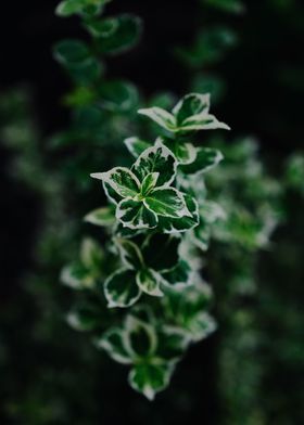 Silver Queen Euonymus