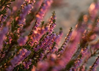 Blooming Heather