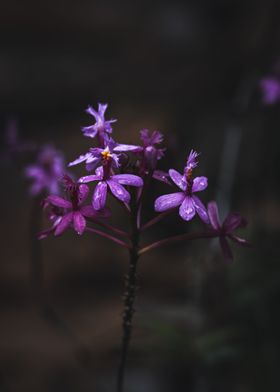 Orchid in Purple