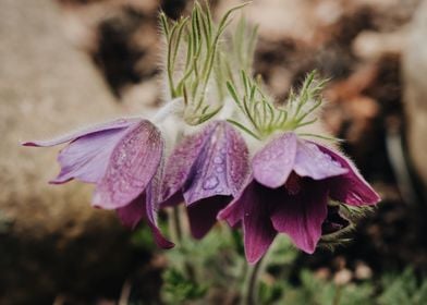 Purple Pasque Flower