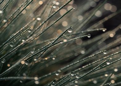 Morning Dew On The Grass 