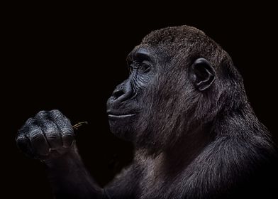 gorillas black background