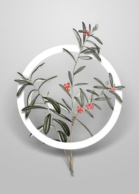 Bog Rosemary Bush Flower