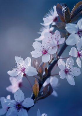 Japanese cherry blossoms 