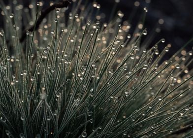 Morning Dew On The Grass 