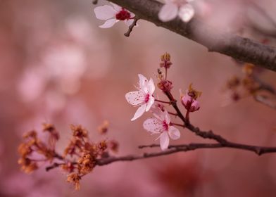 Japanese cherry blossoms 