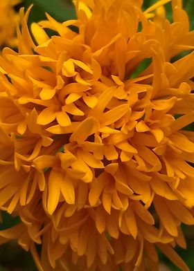 Marigold