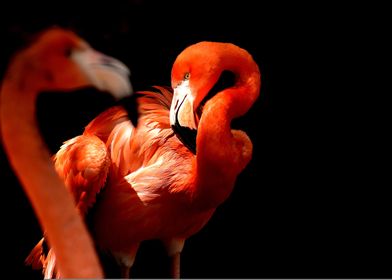 flamingo black background