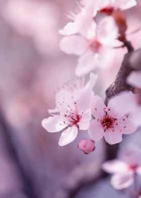 Japanese cherry blossoms 