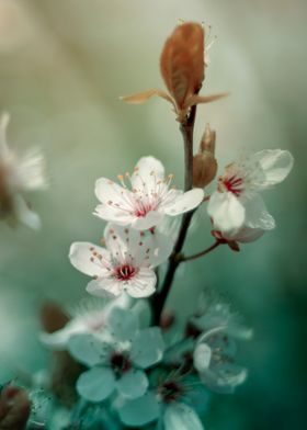 Japanese cherry blossoms 