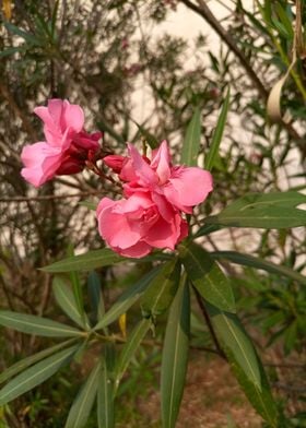 Nerium Oleander