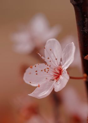 Japanese cherry blossoms 