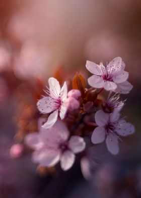 Japanese cherry blossoms 